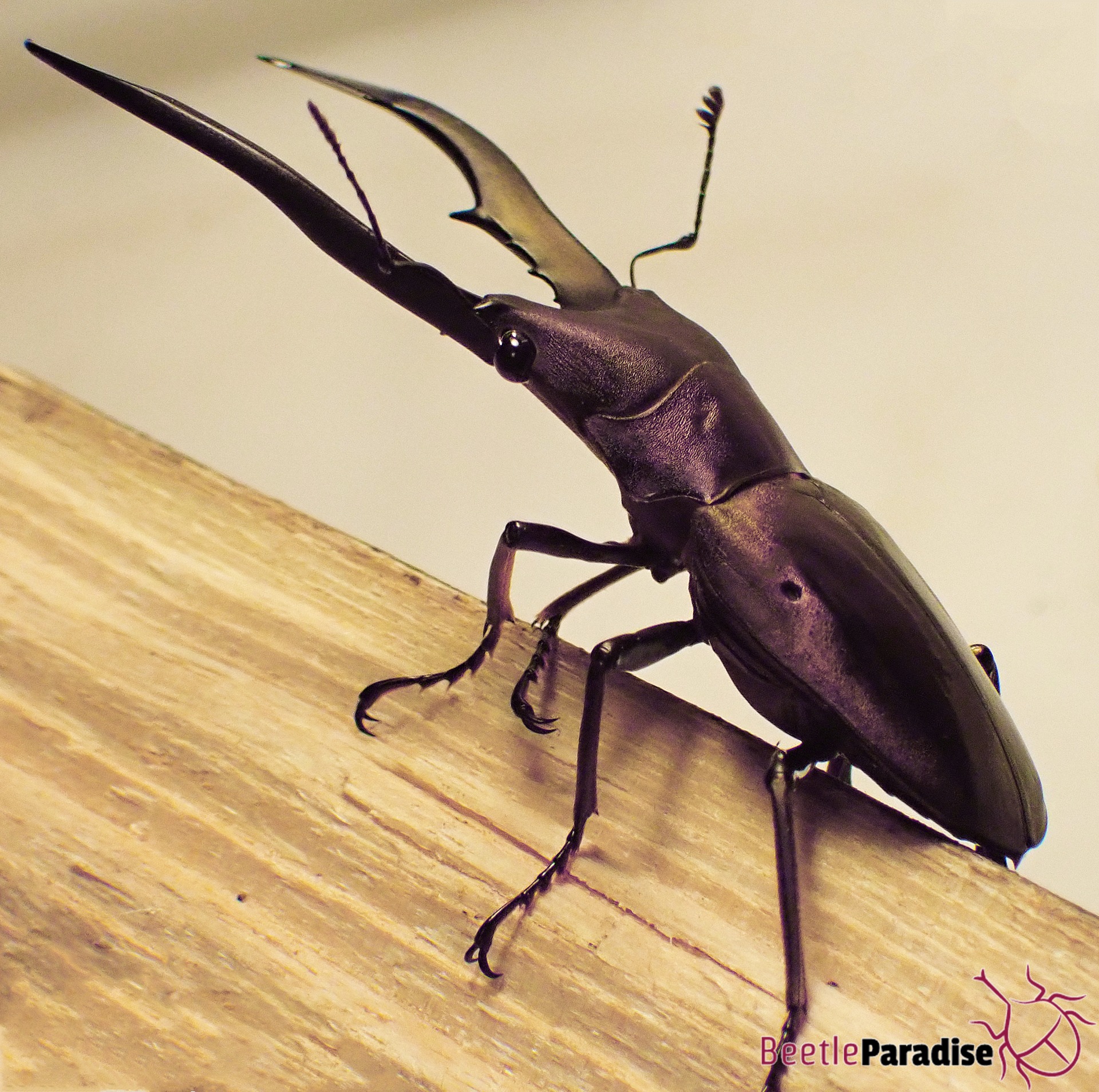 Cyclommatus metallifer (deep purple) Beetleparadise